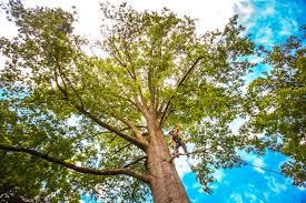 Best Hazardous Tree Removal  in Little Round Lake, WI