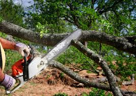 Best Tree Risk Assessment  in Little Round Lake, WI