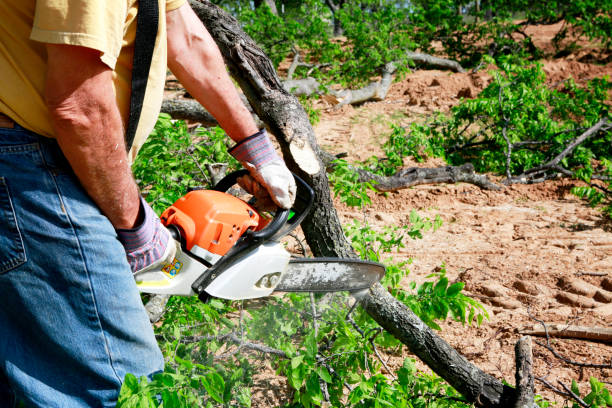 How Our Tree Care Process Works  in  Little Round Lake, WI